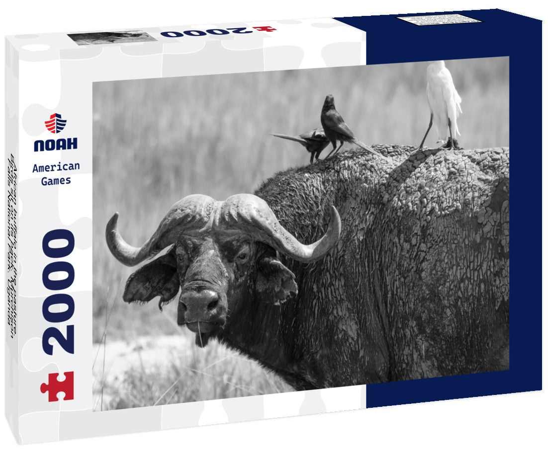 Noah Jigsaw Puzzle African buffalo in the pasture. Birds sit on its back. Murchison Falls National Park. Uganda, Africa in black white 2000 pieces