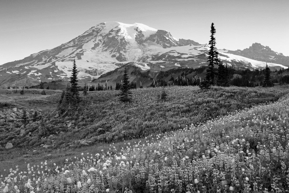 Washington State, Mount Rainier National Park, Lupine and Bistort meadow on Mazama Ridge 2000pc PuzzleBlack and White