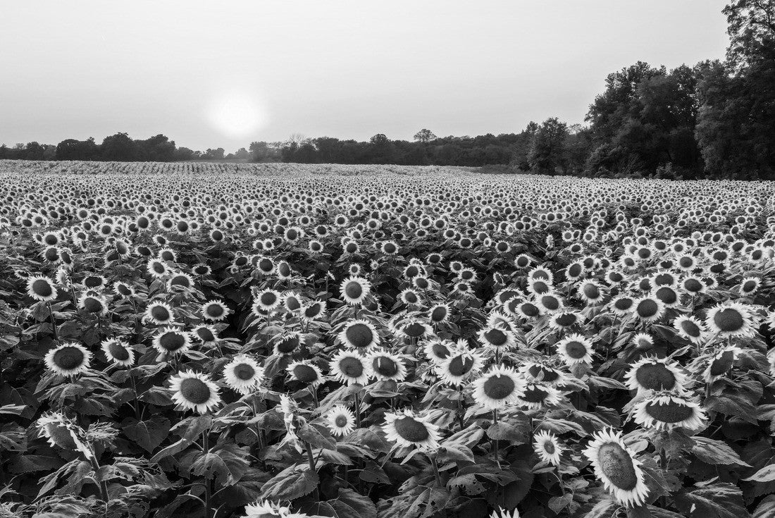 Aerial view of the sunset at Grinter Farms, a sunflower field in Kansas 2000pc PuzzleBlack and White