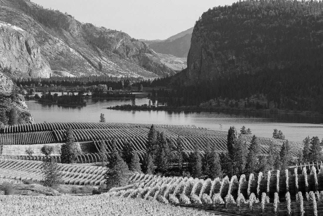 Noah Jigsaw Puzzle View of Blue Mountain Vineyard with McIntyre Bluff and Vaseux Lake in the background in the Okanagan Valley in Okanagan Falls, British Columbia, Canada in black white 2000 pieces