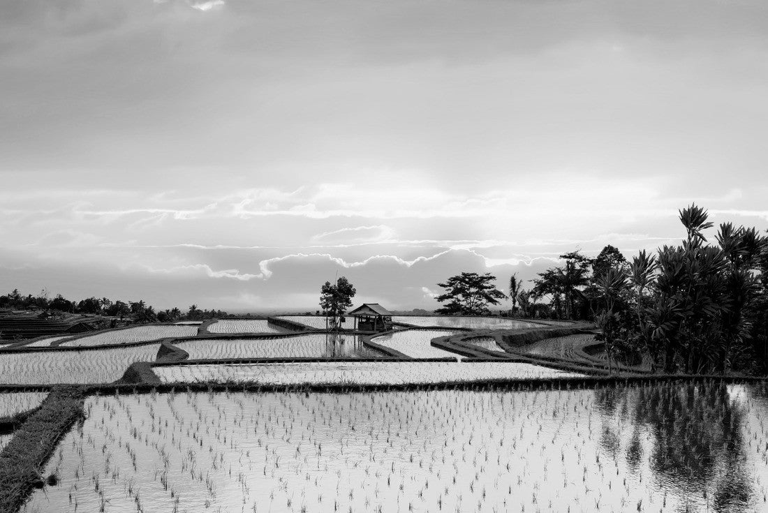 Stunning landscape with sone terraced rice fields and a farmer hut's during a beautiful sunrise. Jatiluwih rice terrace, Tabanan Regency, North Bali, Indonesia 2000pc PuzzleBlack and White