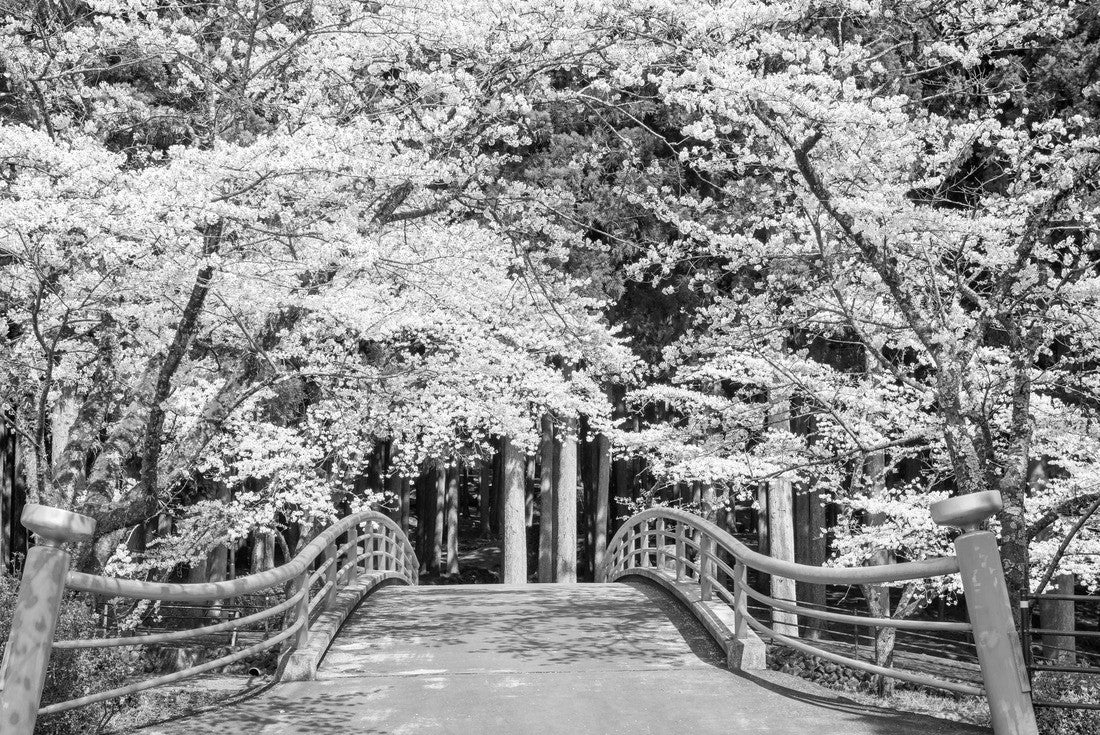 Kamijo, Shizuoka, Japan rural scene with cherry blossoms and a traditional bridge 2000pc PuzzleBlack and White
