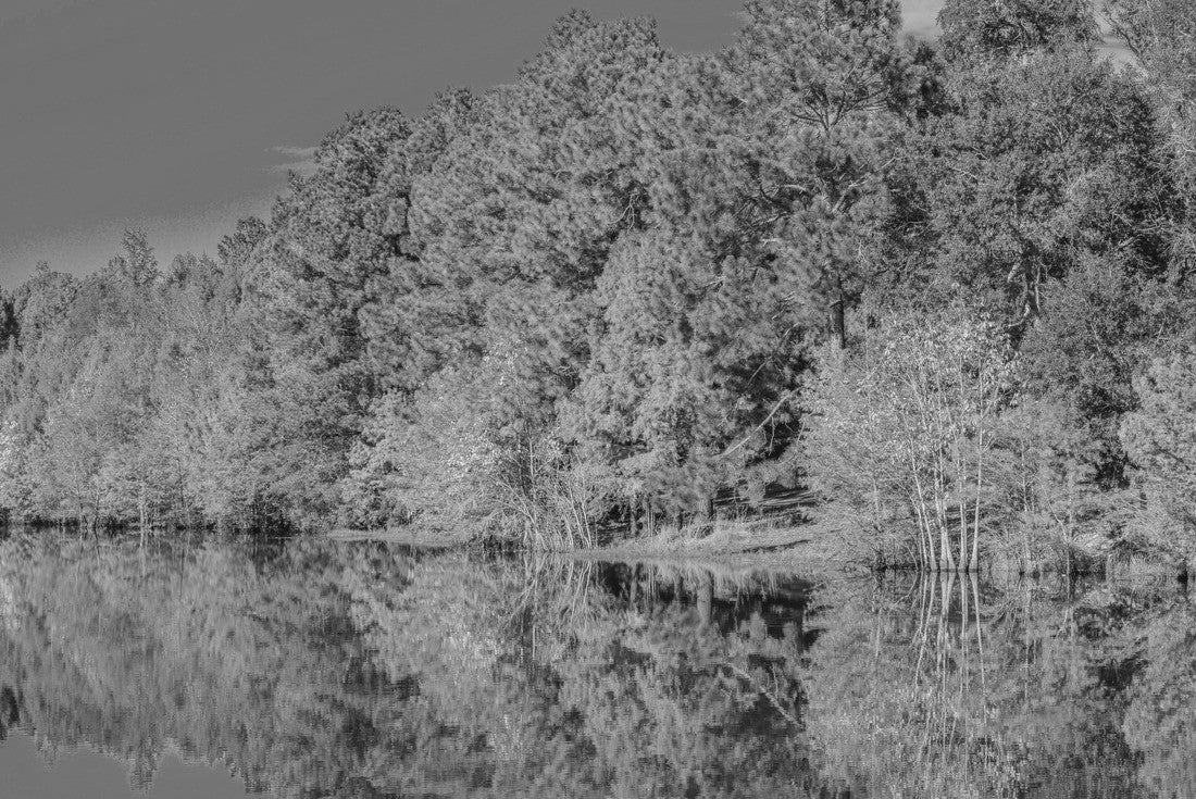 Reflection of the beautiful colorful leaves on the trees along the Little Ocmulgee River, McRae, Georgia 2000pc PuzzleBlack and White