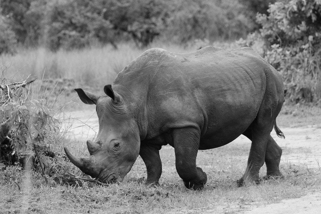 Noah Jigsaw Puzzle Southern White Rhino (Ceratotherium simum simum) - Ziwa Rhino Sanctuary, Uganda, Africa in black white 2000 pieces