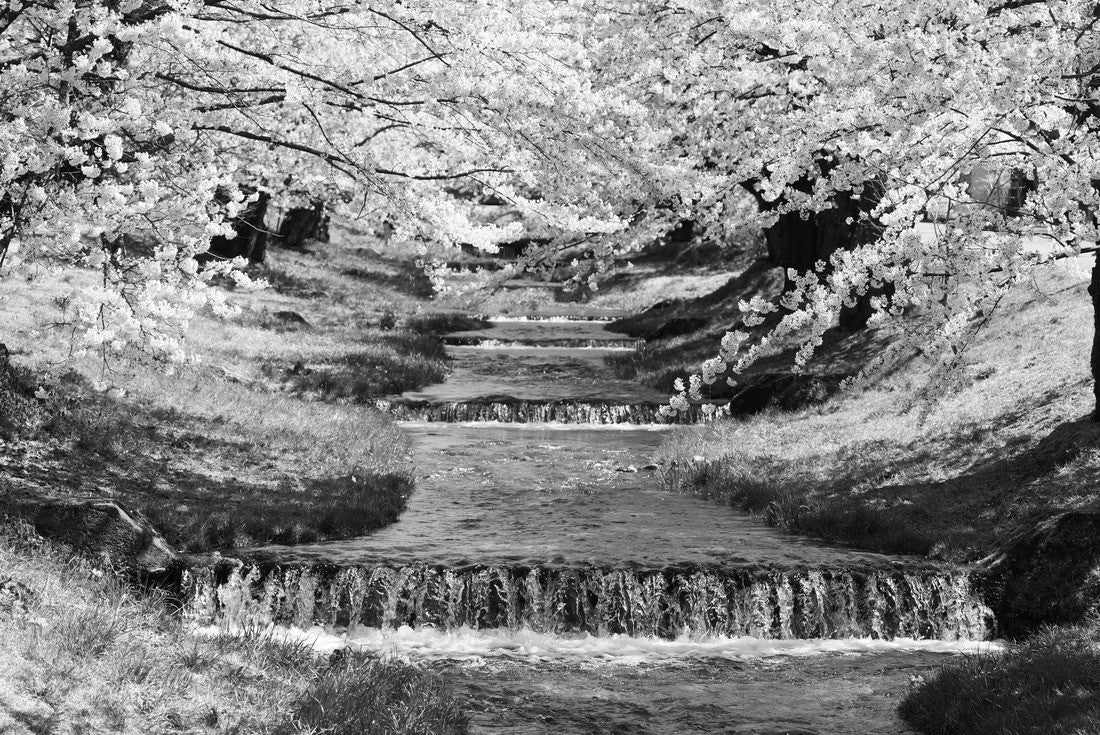 Japanese Springtime.The row of cherry trees along the Kannonjigawa River. Inawashiro, Fukushima, Japan 2000pc PuzzleBlack and White