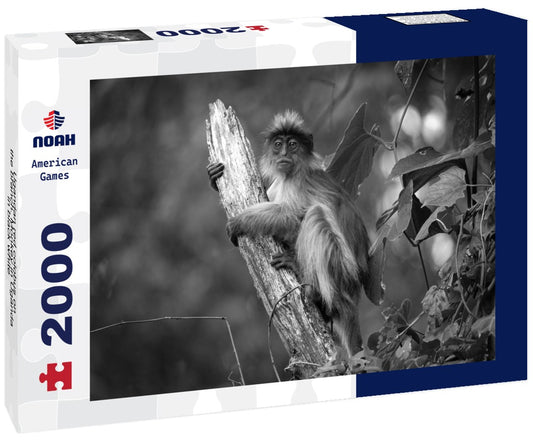 Noah Jigsaw Puzzle Ugandan red colobus on the branch. Monkey in Uganda in black white 2000 pieces
