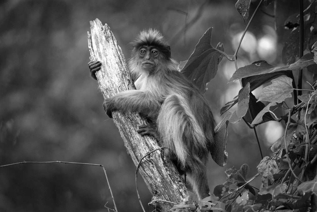 Noah Jigsaw Puzzle Ugandan red colobus on the branch. Monkey in Uganda in black white 2000 pieces