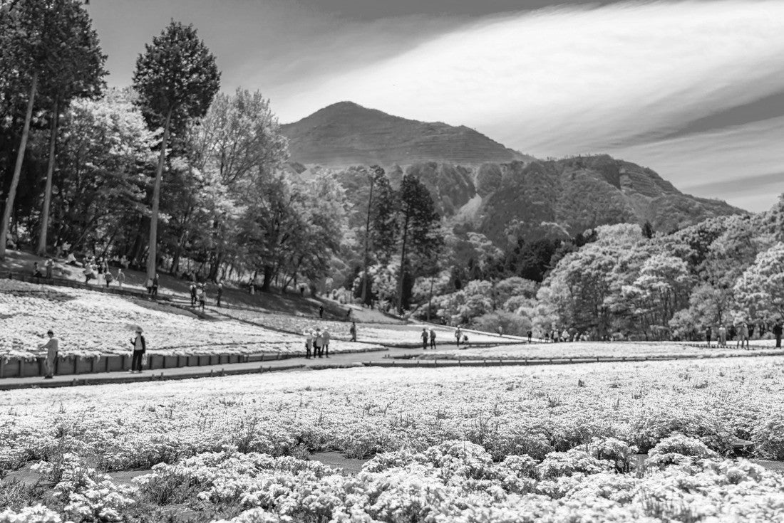 Spring landscape of Japan, the landscape of moss phlox (“Shibazakura”) in Saitama Chichibu 2000pc PuzzleBlack and White