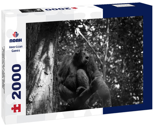Noah Jigsaw Puzzle Chimpanzee in Kibale forest. Scold on the tree. Safari in Uganda in black white 2000 pieces