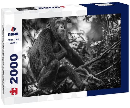 Noah Jigsaw Puzzle Chimpanzee, Pan troglodytes, at the tree in Kibale National Park, Uganda, dark forest. Black ape in nature, Uganda in Africa in black white 2000 pieces