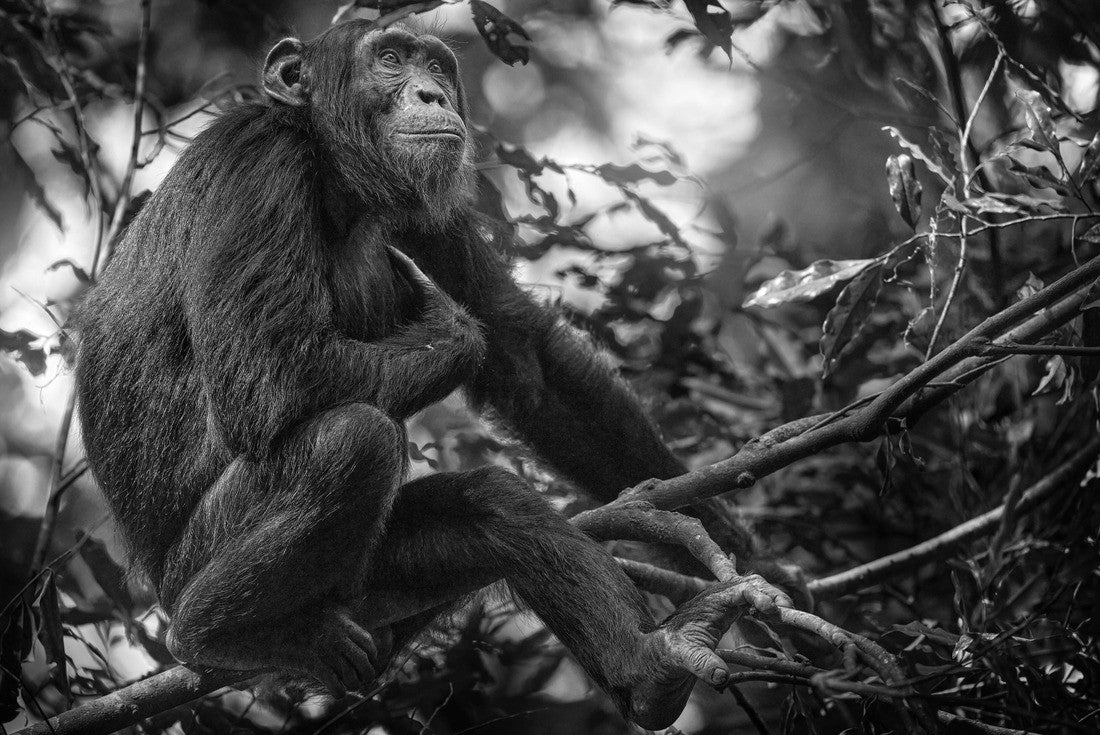 Noah Jigsaw Puzzle Chimpanzee, Pan troglodytes, at the tree in Kibale National Park, Uganda, dark forest. Black ape in nature, Uganda in Africa in black white 2000 pieces