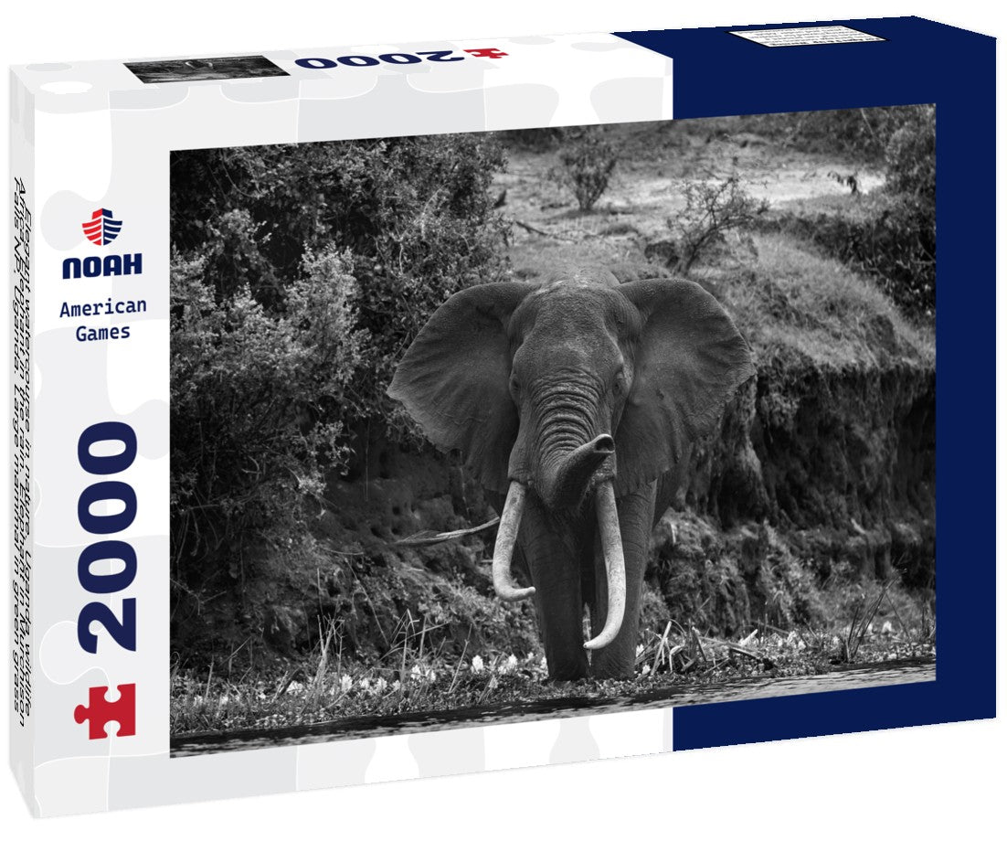 Noah Jigsaw Puzzle Elegant watercourse in nature. Uganda wildlife, Africa. Elephant in the rain. Elephant in Murchison Falls NP, Uganda. Large mammal in green grass, forest vegetation in background in black white 2000 pieces