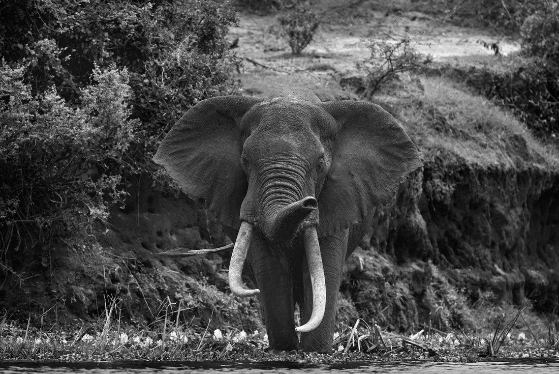 Noah Jigsaw Puzzle Elegant watercourse in nature. Uganda wildlife, Africa. Elephant in the rain. Elephant in Murchison Falls NP, Uganda. Large mammal in green grass, forest vegetation in background in black white 2000 pieces