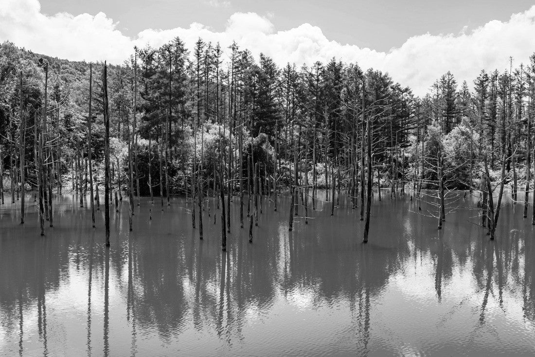 Shirogane Blue Pond in summer, Biei Town, Hokkaido, Japan 2000pc PuzzleBlack and White