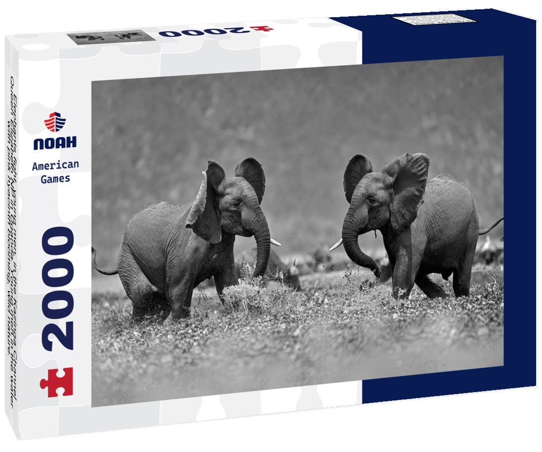 Noah Jigsaw Puzzle Elephants fight, young men, in the Kazinga Channel Queen Elizabeth NP in Uganda. Young men in the water with pink hyacinth blooming, wild nature. Wildlife Uganda. Elephant behavior in black white 2000 pieces