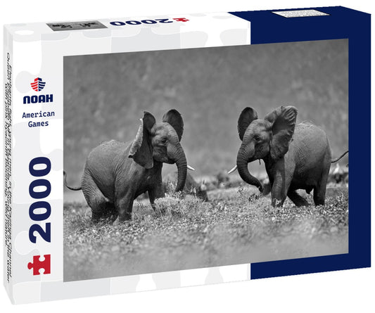 Noah Jigsaw Puzzle Elephants fight, young men, in the Kazinga Channel Queen Elizabeth NP in Uganda. Young men in the water with pink hyacinth blooming, wild nature. Wildlife Uganda. Elephant behavior in black white 2000 pieces