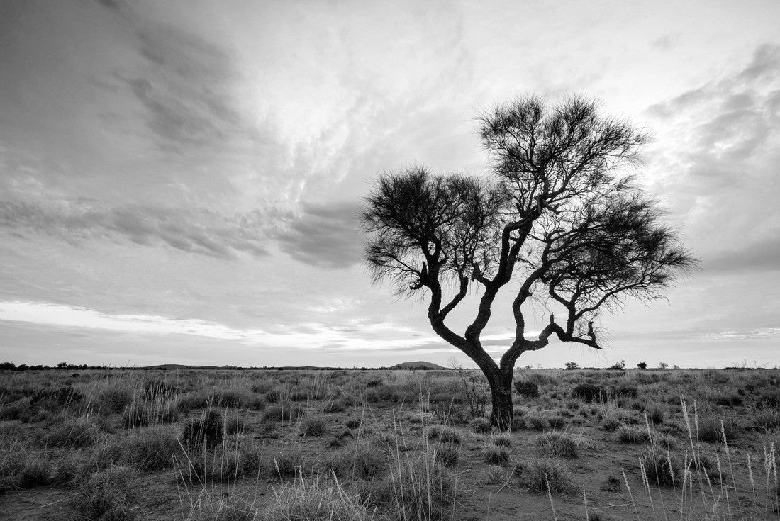 A Hakea tree stands alone in the Australian outback during sunset. Pilbara region, Western Australia, Australia 2000pc PuzzleBlack and White