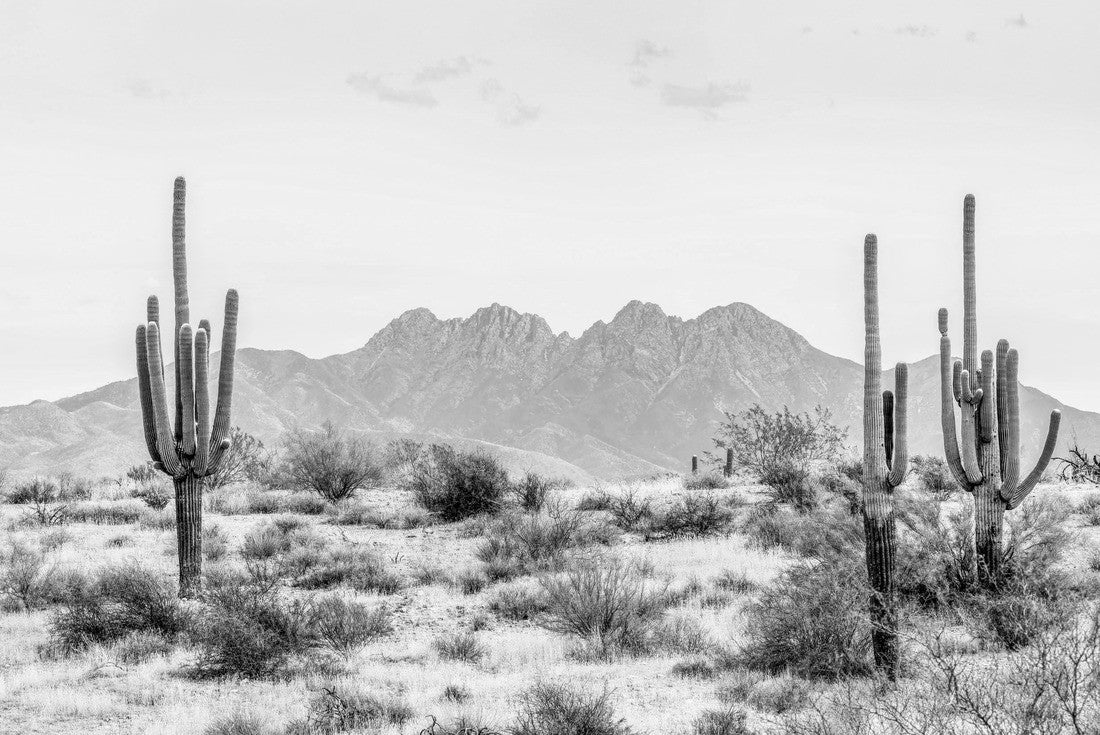 Four Peaks, a prominent landmark of the Mazatzal Mountains on the eastern skyline of Phoenix, Arizona, is framed by a tall saguaro cacti in the desert 2000pc PuzzleBlack and White