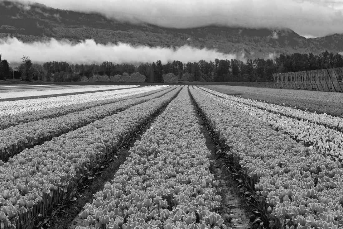 Tulip festival in Chilliwack. Tulips of the Valley. Tulip fields in Fraser Valley near Vancouver, British Columbia. Canada 2000pc PuzzleBlack and White