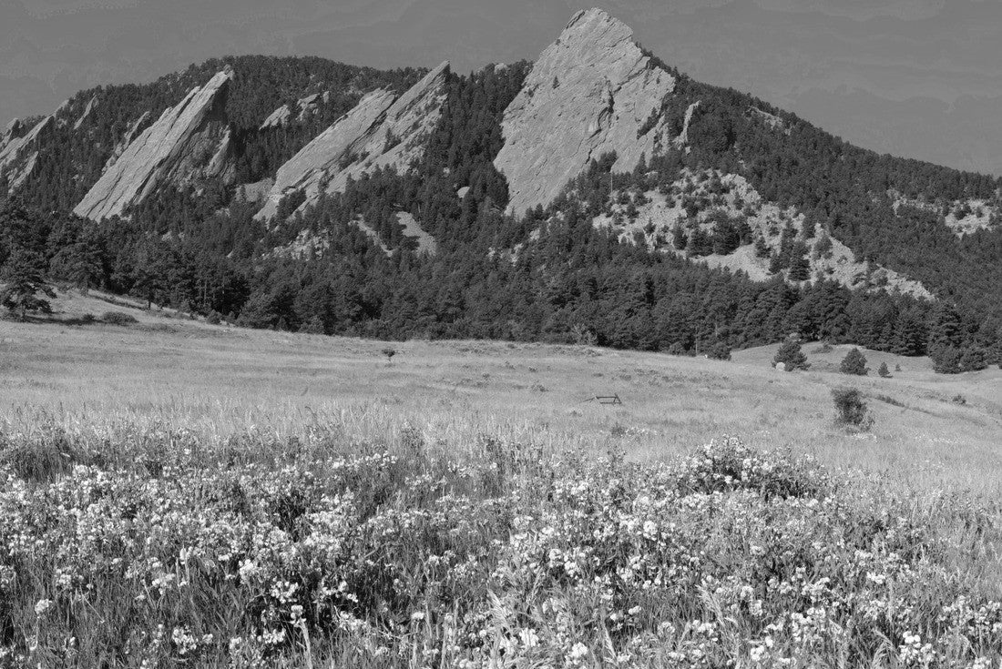 Boulder Colorado iconic flatirons with sweet peas in the foreground 2000pc PuzzleBlack and White
