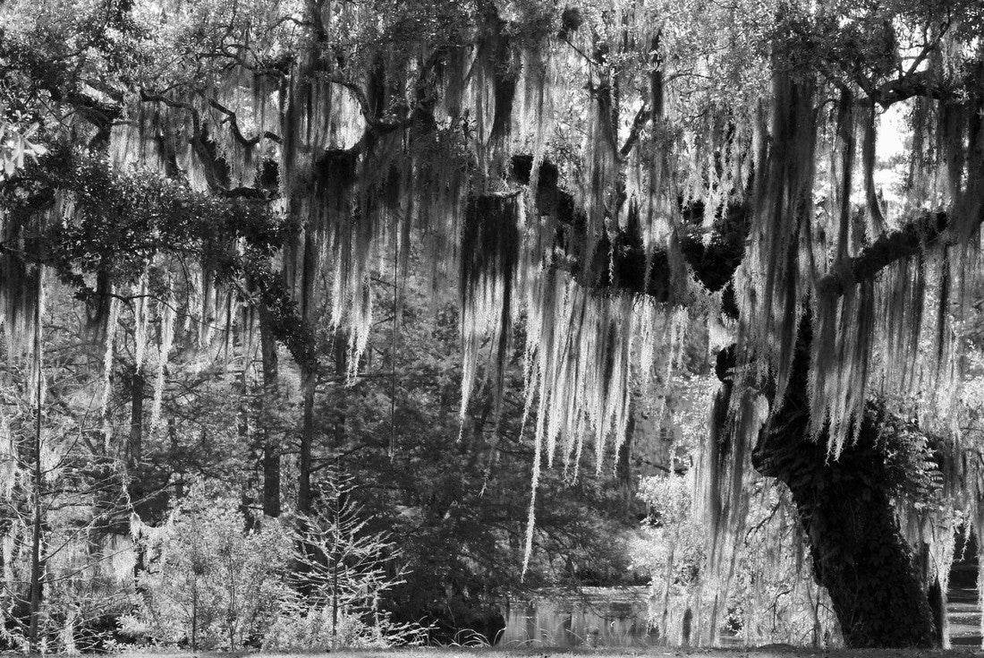 Noah Jigsaw Puzzle Mossy Oak Tree - Slidell, Louisiana north of New Orleans and Lake Pontchartrain on Bayou Liberty - swamp landscape scene in black white 2000 pieces