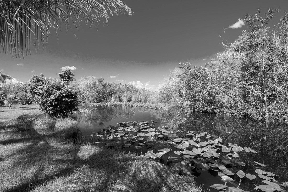 Noah Jigsaw Puzzle Swamp and grass. Water and tree. Everglades National Park. Florida. USA in black white 2000 pieces