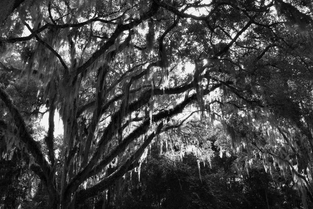 Spanish Moss, Timucuan Ecological and Historic Preserve, Florida, USA 2000pc PuzzleBlack and White