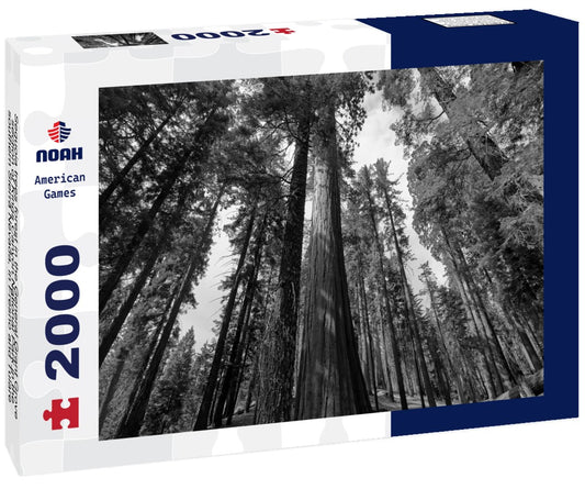Noah Jigsaw Puzzle Sequoia trees forest in the General Grant Grove section of Kings Canyon National Park in the southern Sierra Nevada, in Fresno and Tulare counties, California in black white 2000 pieces