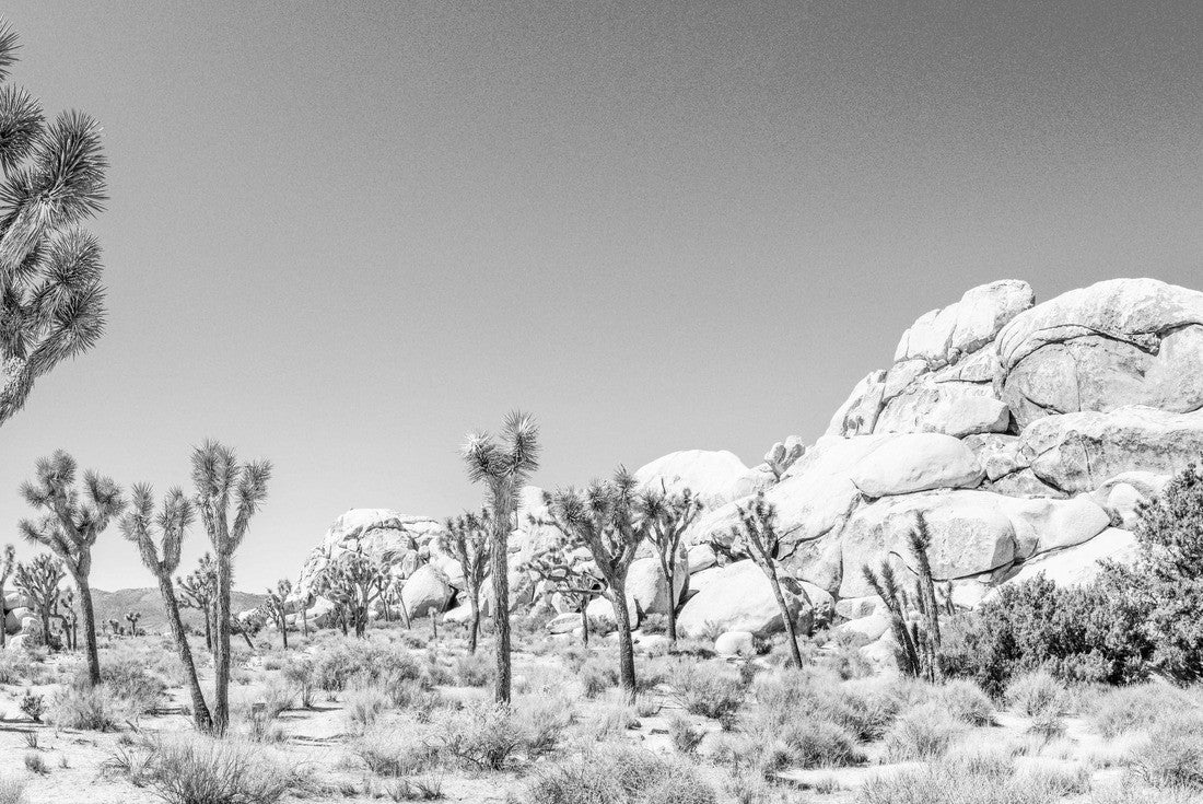 Noah Jigsaw Puzzle Joshua trees (Yucca brevifolia) in Hall of Horrors area of Joshua Tree National Park, California in black white 2000 pieces