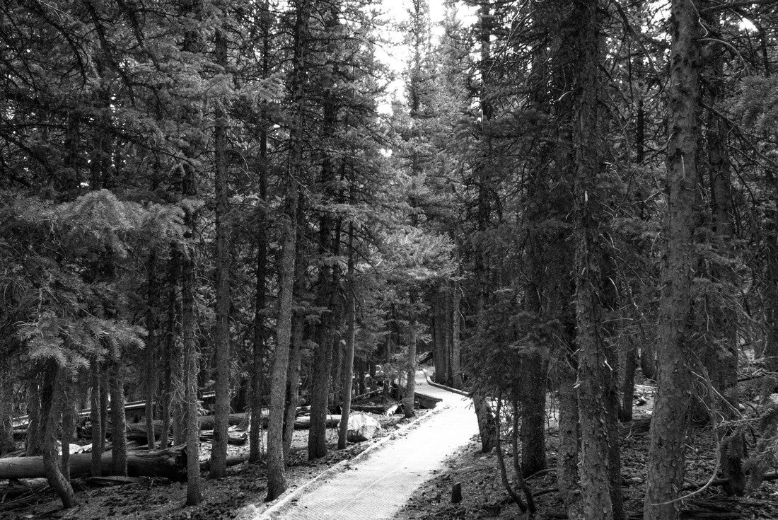 A trail inside Great Basin National Park 2000pc PuzzleBlack and White