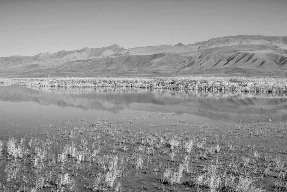USA, Nevada, Churchill County, Stillwater National Wildlife Refuge. Strong blue yellow color contrast in the reflection of Foxtail Lake reeds 2000pc PuzzleBlack and White