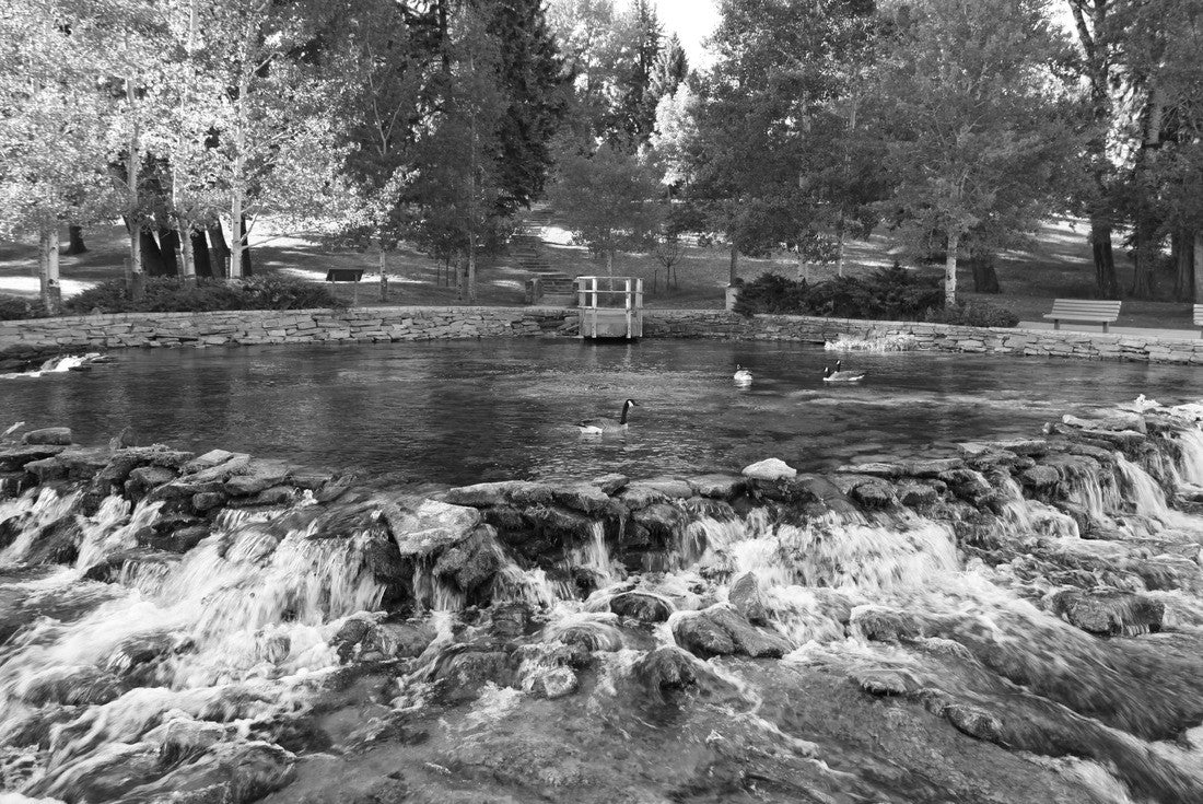 Canada Geese (Branta canadensis) at Giant Springs State Park in Great Falls, Montana 2000pc PuzzleBlack and White