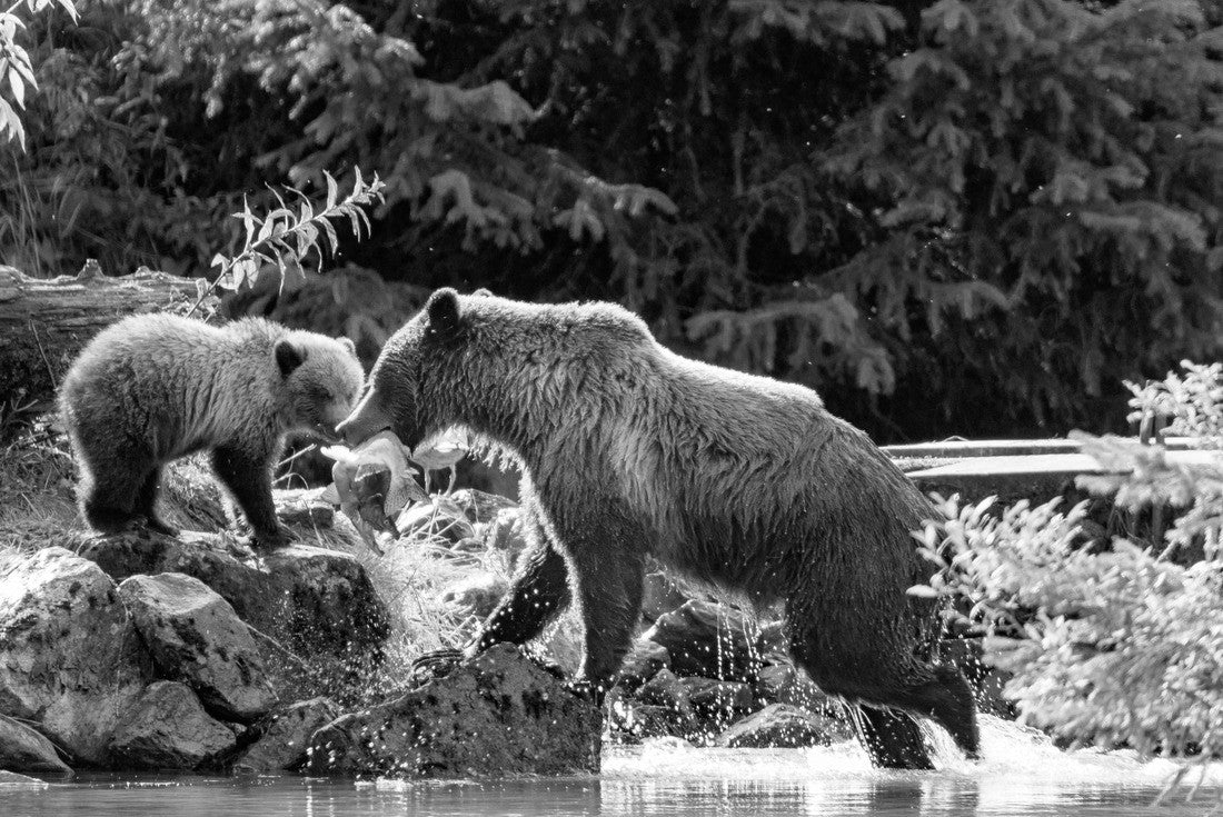 Mother Bear Fishing with the junctions of the Chilkoot River, Haines Alaska 2000pc PuzzleBlack and White