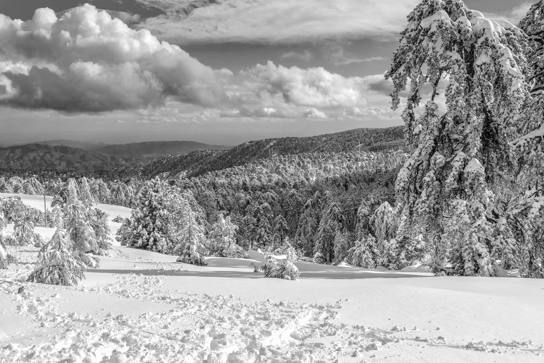 Winter forest landscape in Troodos, Cyprus 2000pc PuzzleBlack and White