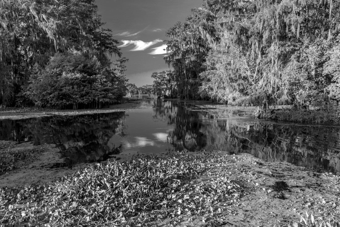 Lafayette, Louisiana, USA - Cajun Swamp & Lake Martin, near Breaux Bridge and Lafayette Louisiana 2000pc PuzzleBlack and White