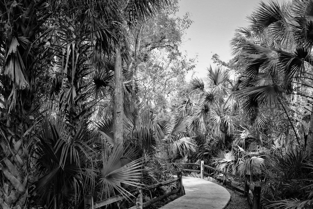 Wooden boardwalk in the recreation area in the Ocala National Forest located in Juniper Springs, Florida, USA 2000pc PuzzleBlack and White