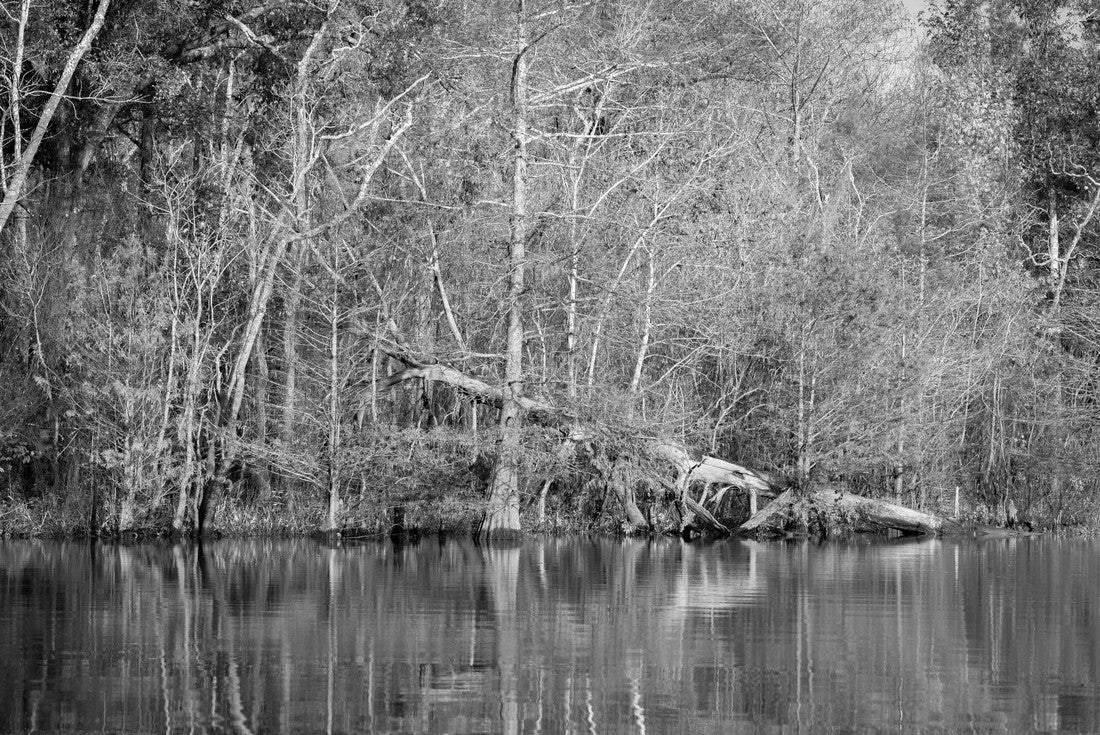 A fallen tree against the backdrop of fall colors in the Big Thicket National Preserve near Beaumont, Texas 2000pc PuzzleBlack and White