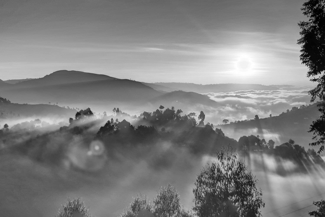Noah Jigsaw Puzzle Uganda sunrise with trees, hills, shadows and morning fog in black white 2000 pieces