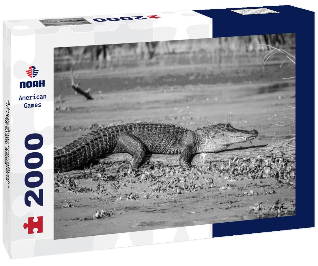 A large American alligator in Abbeville, Louisiana 2000pc PuzzleBlack and White