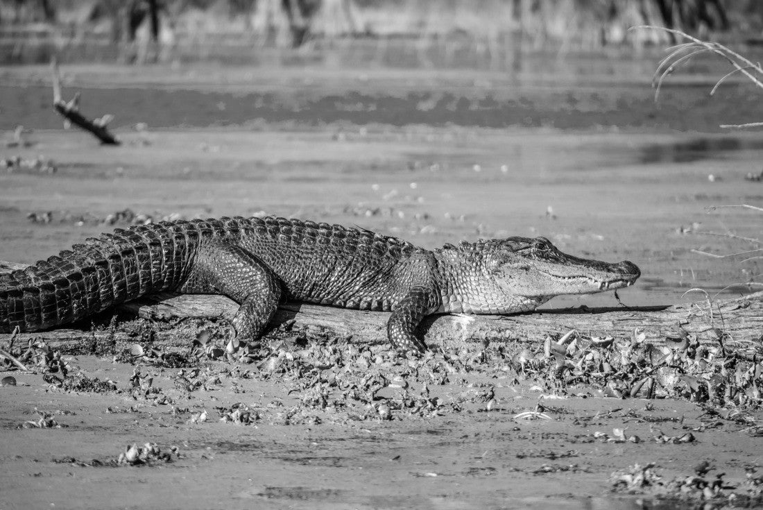 A large American alligator in Abbeville, Louisiana 2000pc PuzzleBlack and White