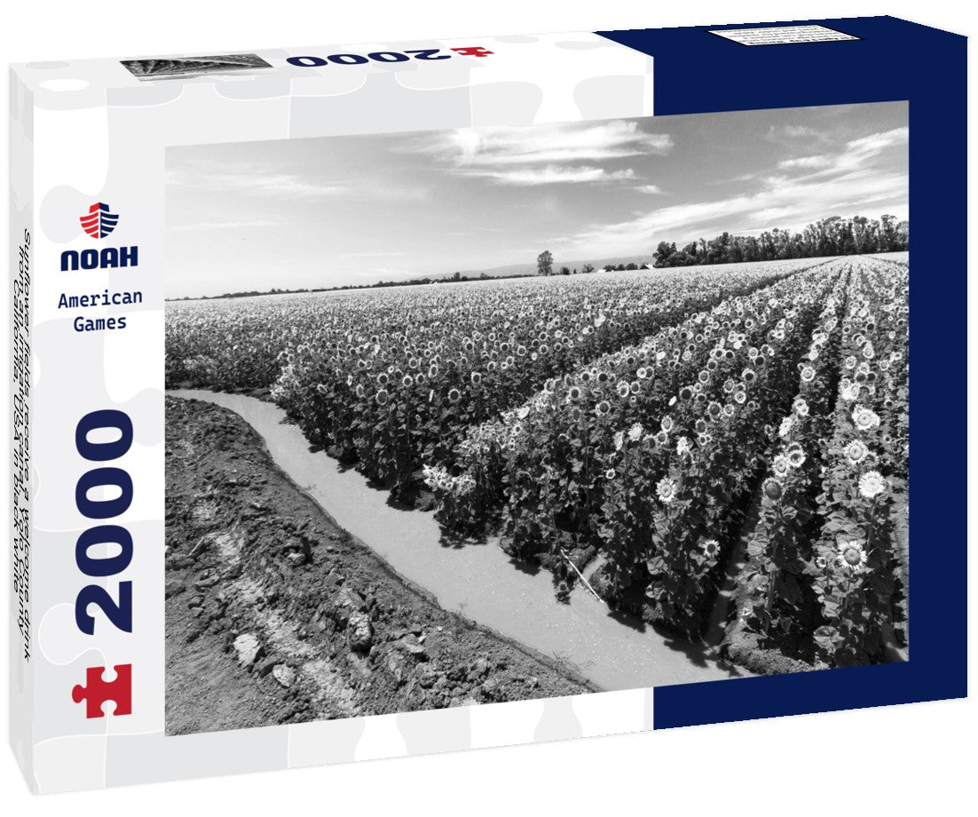 Sunflower fields receive a welcome drink from an irrigation canal. Yolo County, California, USA 2000pc PuzzleBlack and White
