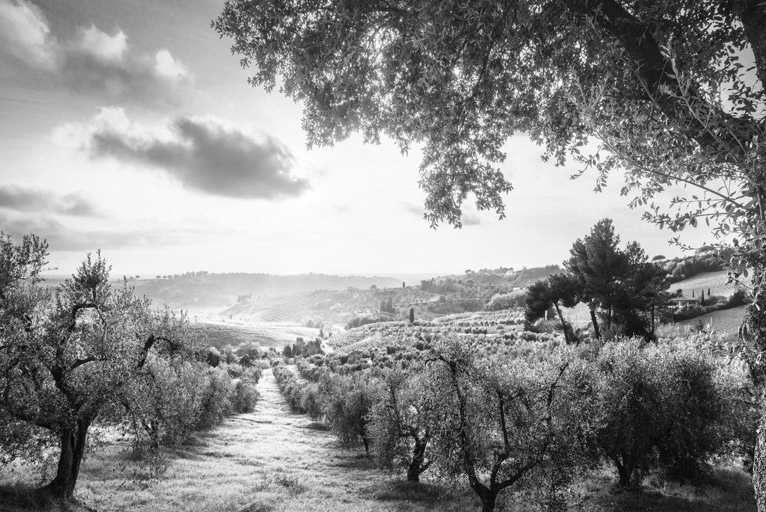 Maremma landscape view, olive trees, rolling hills and green fields at sunset. Sea on the horizon. Casale Marittimo, Pisa, Tuscany Italy 2000pc PuzzleBlack and White
