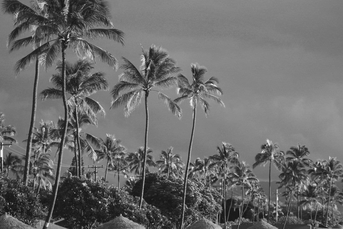 Beach front cabanas with palm trees in Ewa Beach Oahu Hawaii 2000pc PuzzleBlack and White