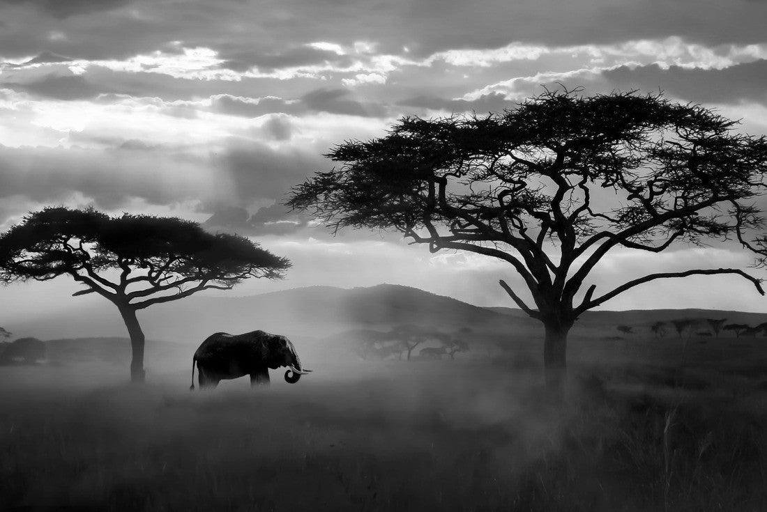 Wild African elephant in the savannah. Serengeti National Park. Wildlife of Tanzania. African landscape 2000pc PuzzleBlack and White
