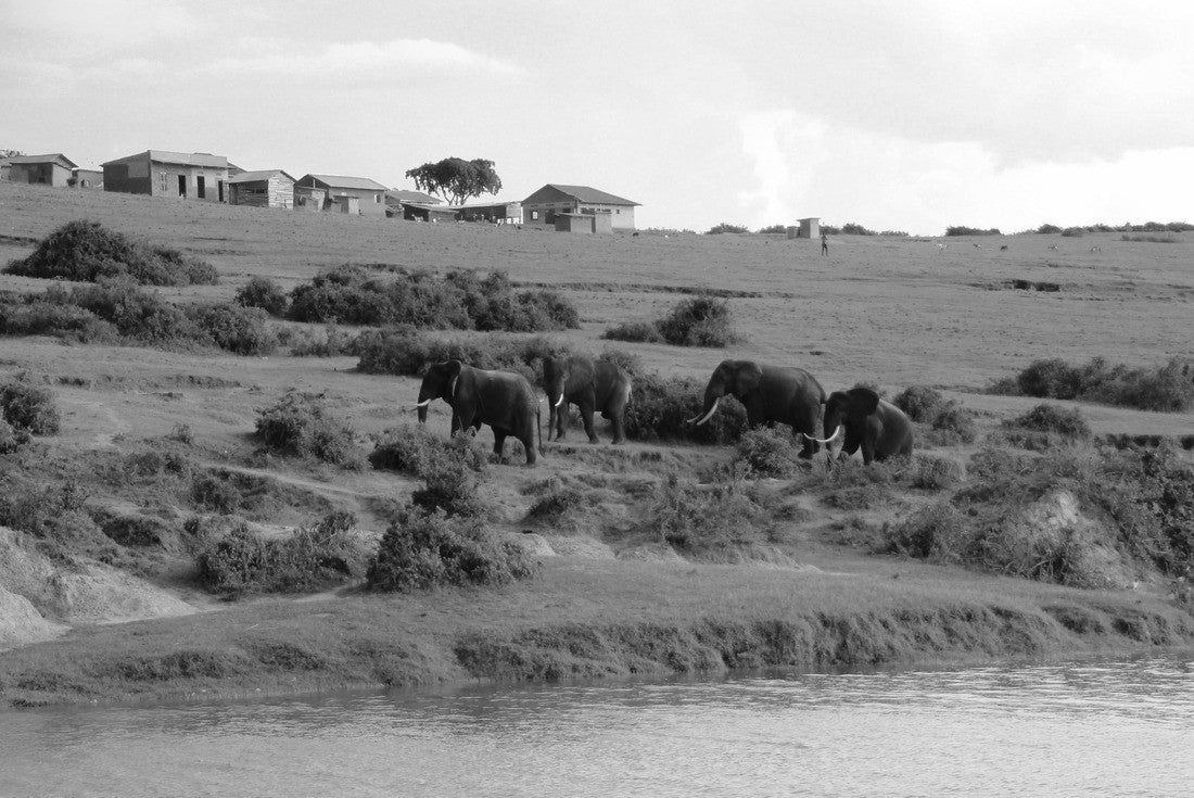 Noah Jigsaw Puzzle elephants at the nile in Uganda in black white 2000 pieces