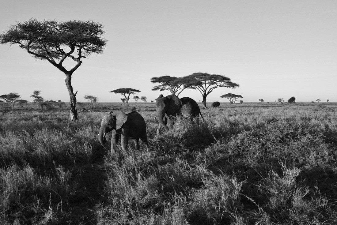 Noah Jigsaw Puzzle Elephant on savanna in Kenia and Tanzania, Africa in black white 2000 pieces