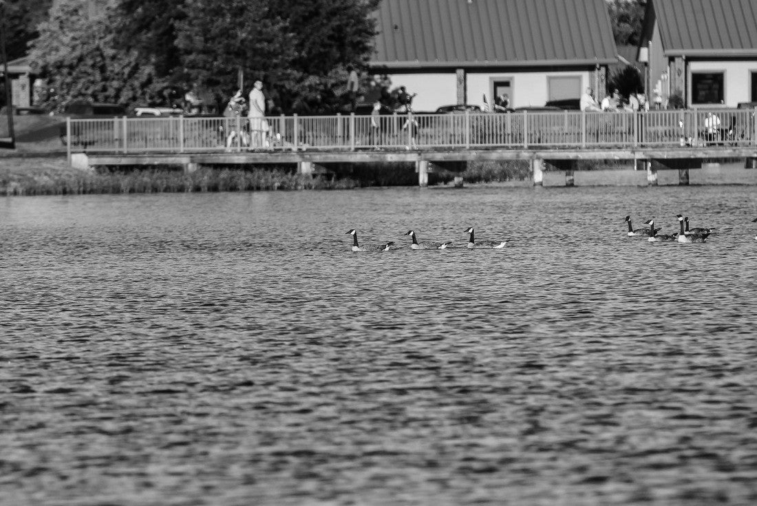 Noah Jigsaw Puzzle Ducks at Lake Willastein Maumelle Arkansas in black white 2000 pieces