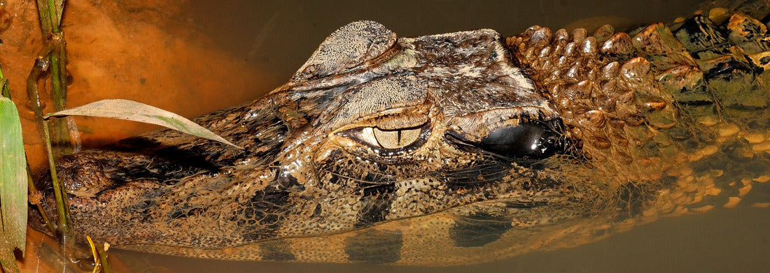 Black caiman, Ecuador 1000pc Panoramic Puzzle