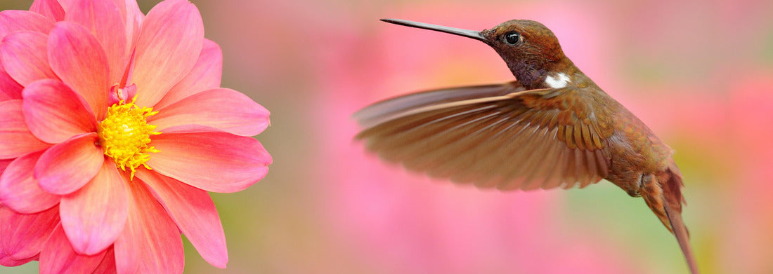 Noah Jigsaw Puzzle Bird with pink flower. Hummingbird Brown Inca, Coeligena wilsoni, flying next to beautiful pink flower, Colombia, Panorama 1000 Pieces