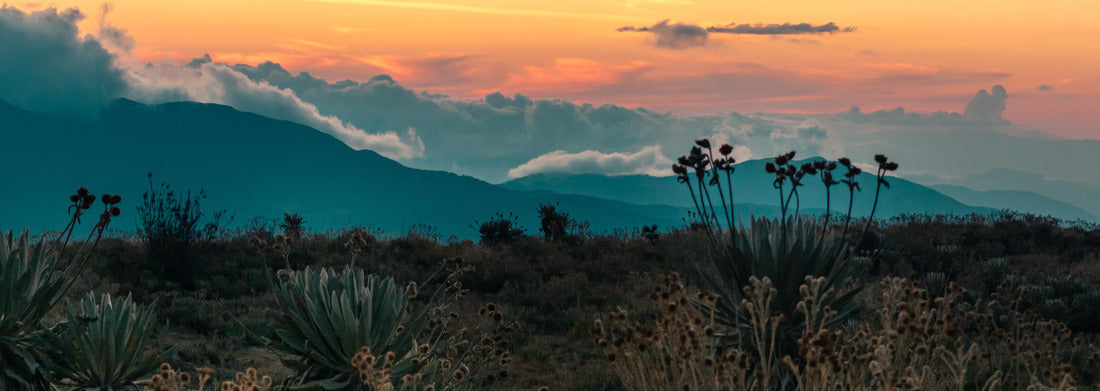 Noah Jigsaw Puzzle Frailejones warriors of time in the land of clouds, Colombia, Panorama 1000 Pieces